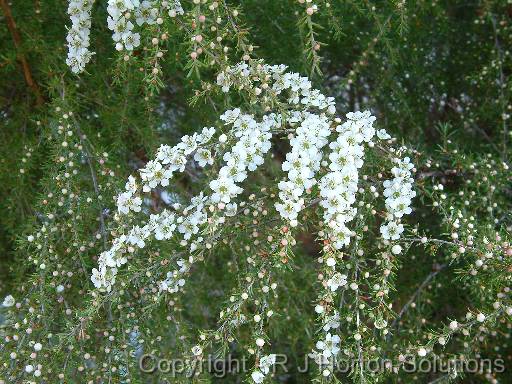 Leptospermum flavescens 'Cardwell'_2 